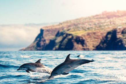 essencias-da-ilha-da-madeira-5-dias-terca-e-quinta-feira_1.jpg